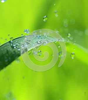 Waterdrops on blade of grass