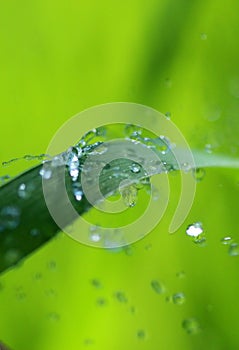 Waterdrops on blade of grass