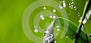 Waterdrops on blade of grass