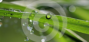 Waterdrops on blade of grass