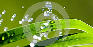 Waterdrops on blade of grass