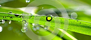 Waterdrops on blade of grass