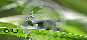 Waterdrops on blade of grass