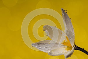 Waterdrops on a crocus flower close up