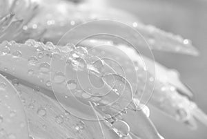 Waterdrops on daisy petals