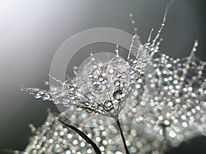 Waterdrops on dandelion