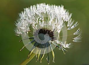 Waterdrops on dandelion
