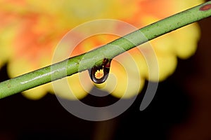 Waterdrops on flower