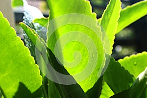 Waterdrops of the fresh green leaf with sunlight.