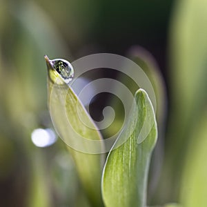 Waterdrops on grass photo