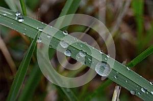 Waterdrops on grass