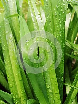Waterdrops on green grass, close up, dew, morning