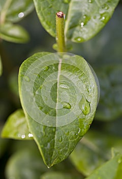 Waterdrops on a Green Leaf