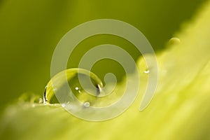 Waterdrops on green leaf background