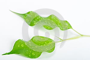 Waterdrops on a green leafs