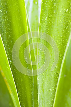 Waterdrops on green leaves