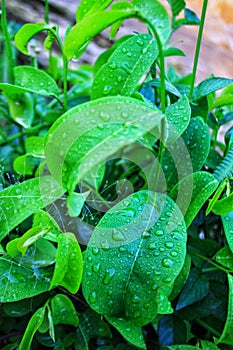 Waterdrops on a green Soursup leaves