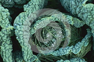 Waterdrops on kale plant