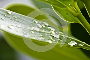 Waterdrops on a leaf