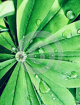 Waterdrops on a leaf