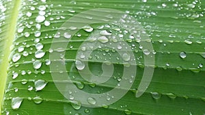 Waterdrops on a leaf