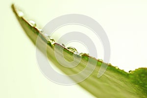 Waterdrops on a leaf