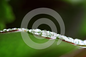 Waterdrops on a leaf