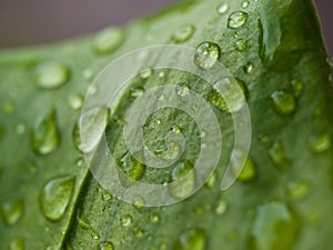 Waterdrops on the leaf