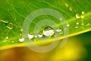 Waterdrops on leaf