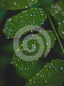 Waterdrops on Leaf with blurred background