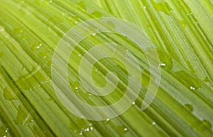 Waterdrops on a Leaf