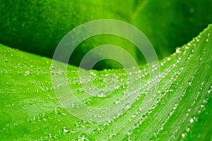 Waterdrops on a leave