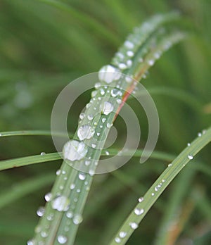 Waterdrops on leaves