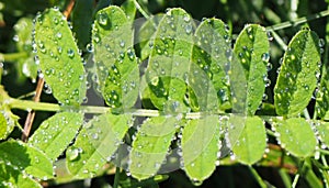 Waterdrops on leaves