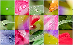 Waterdrops macro on leaves and flowers