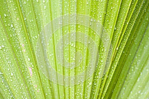 Waterdrops on palm