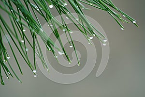 Waterdrops on pine leaf