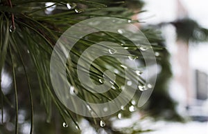 Waterdrops on pine tree