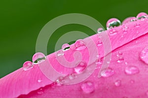 Waterdrops on the pink tulip's bud