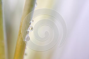 Waterdrops on a plant vertically