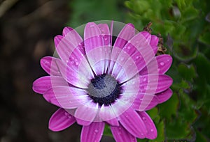 Waterdrops on a purple flower