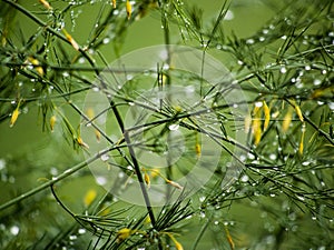 Waterdrops after rain