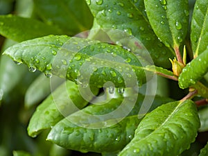 Waterdrops after rain