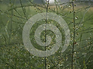 Waterdrops after rain