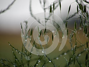 Waterdrops after rain