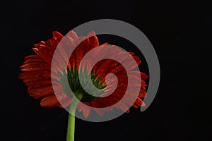 waterdrops on red gerbera flower on a black background