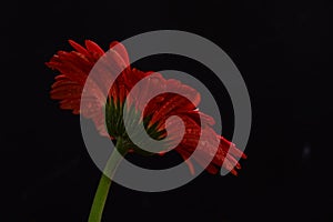 waterdrops on red gerbera flower on a black background