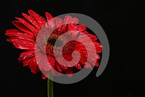 waterdrops on red gerbera flower on a black background