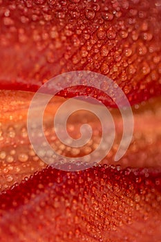 Waterdrops on a red tulip