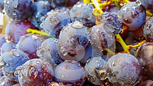 waterdrops on a ripe grape